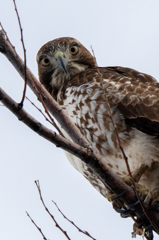 A red tailed hawk looking at the camera, besmirched