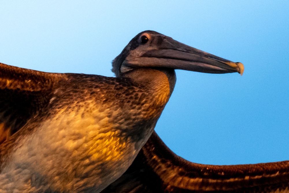 a pelican flying with a little gold hue