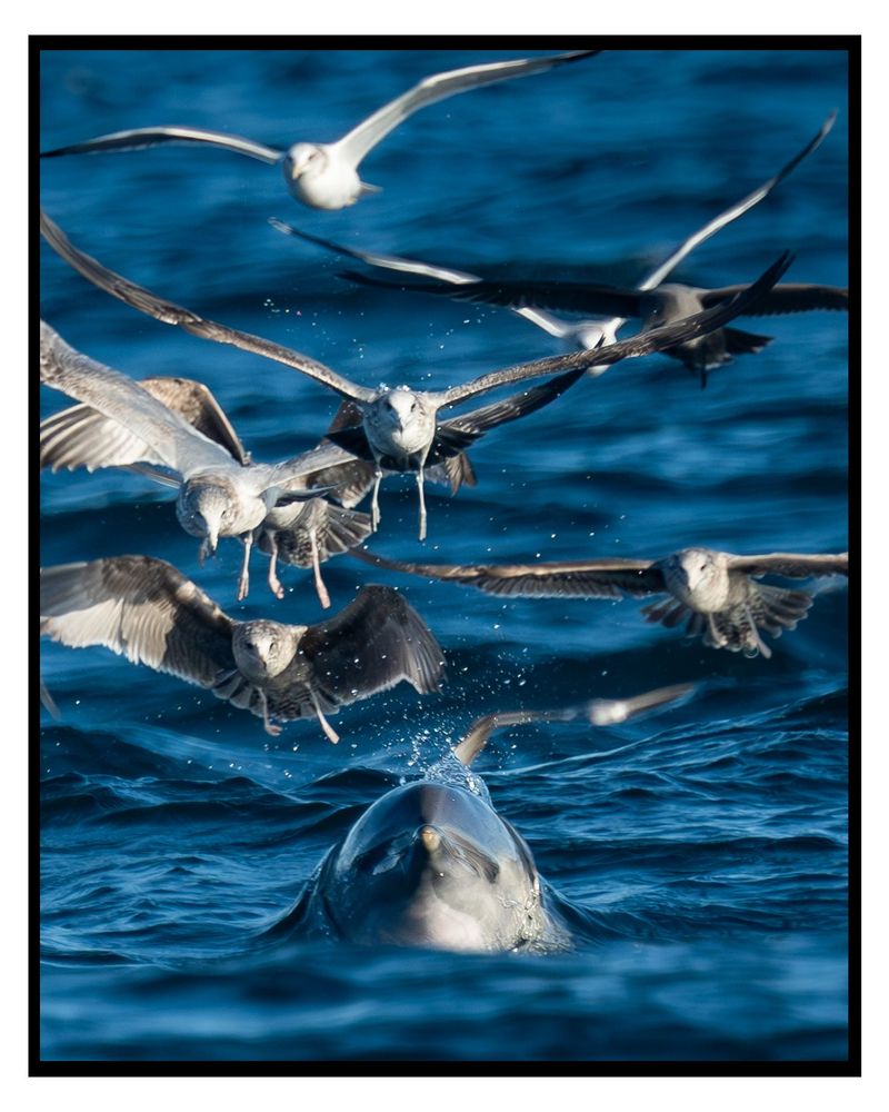 a dolphin swims out of the water towards the boat with a half a dozen California gulls facing the same direction, like they're headed off to ocean war.