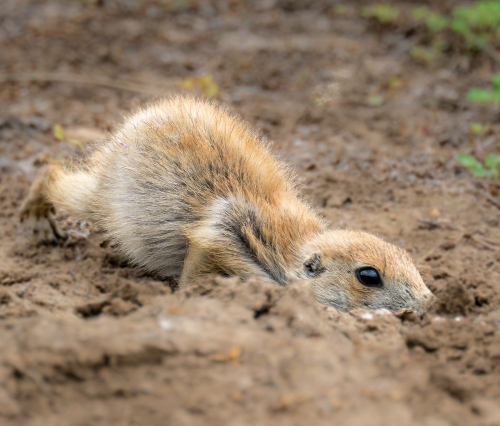 a young prairie dog laying down on the ground
