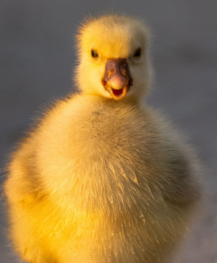 A Gosling looks to be talking