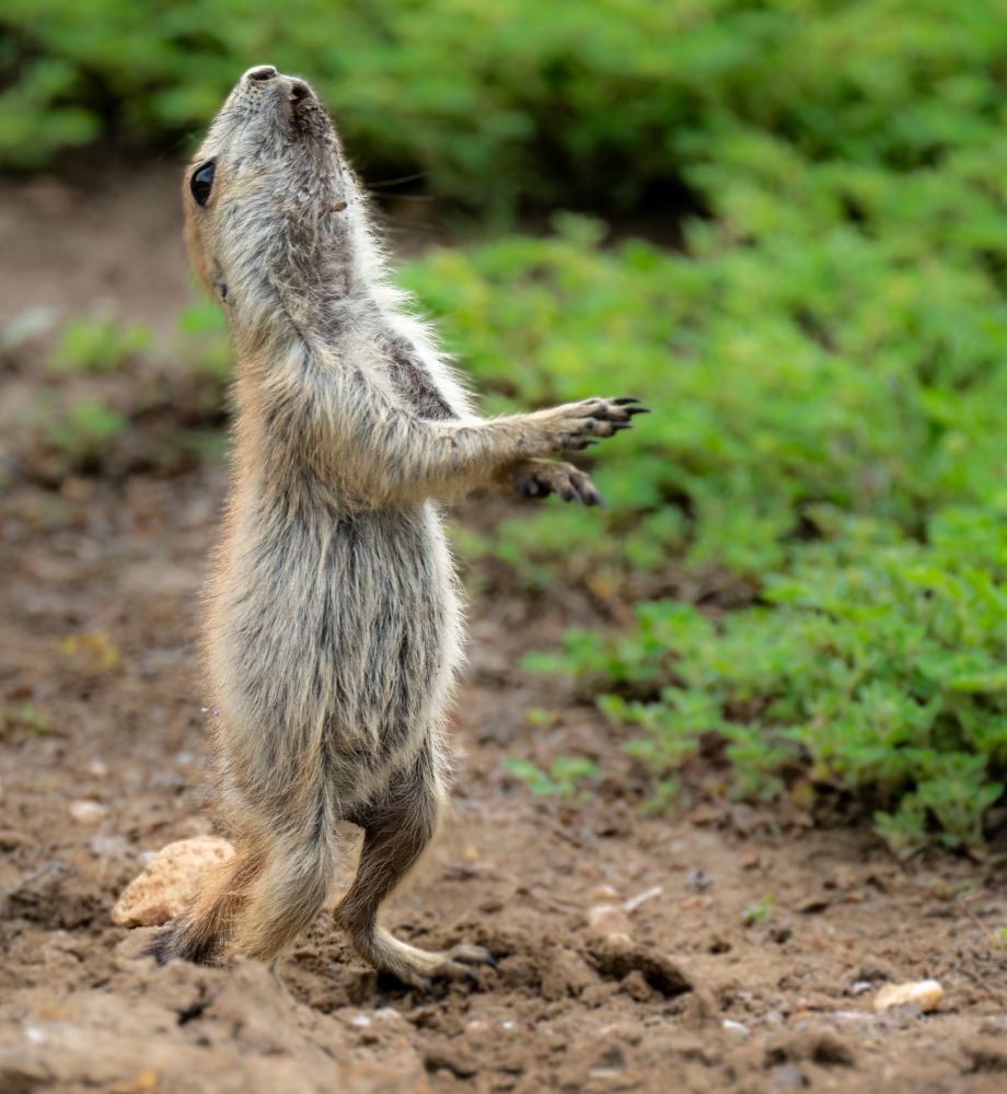a young prairie dog howling, but it didnt have vocal cords yet