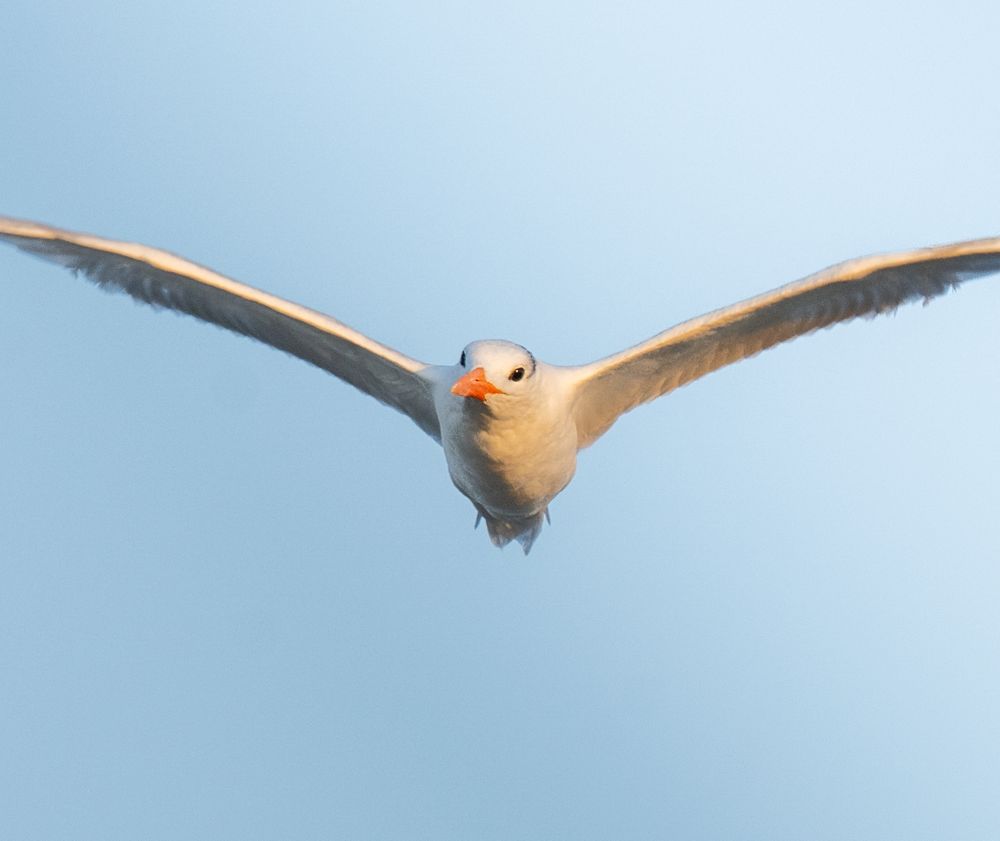 a tern in flight, cutely.