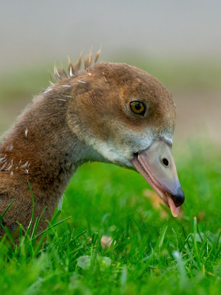 A juvenile Egyptian goose with its tongue out