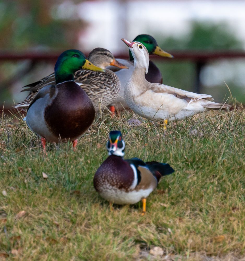 The wood duck with mallards and a male wood duck to compare how it is differently colored