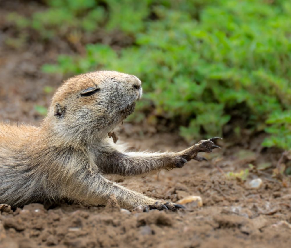 a young prairie dog on the ground reaching out with its hand and eyes closed