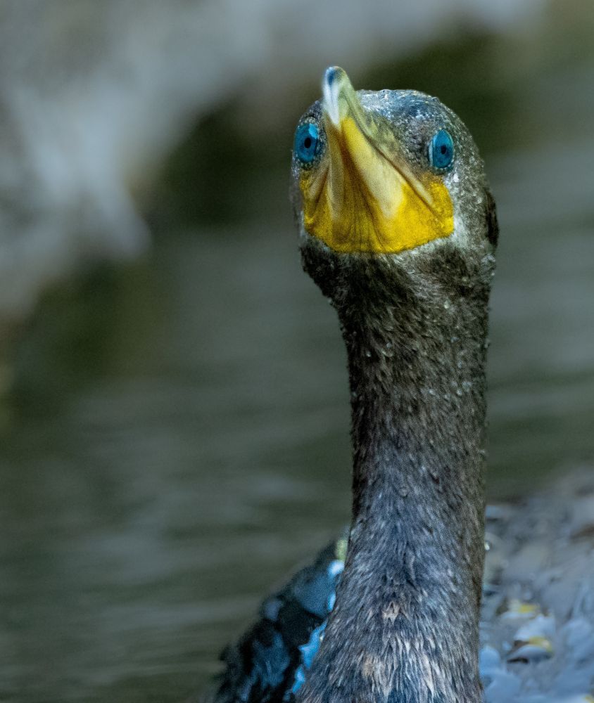 A double crested Cormorant swimming through the water 