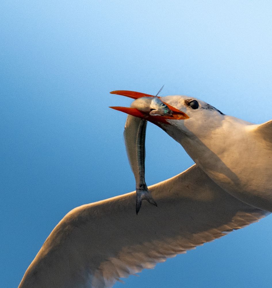 A tern with a fish in its beak 