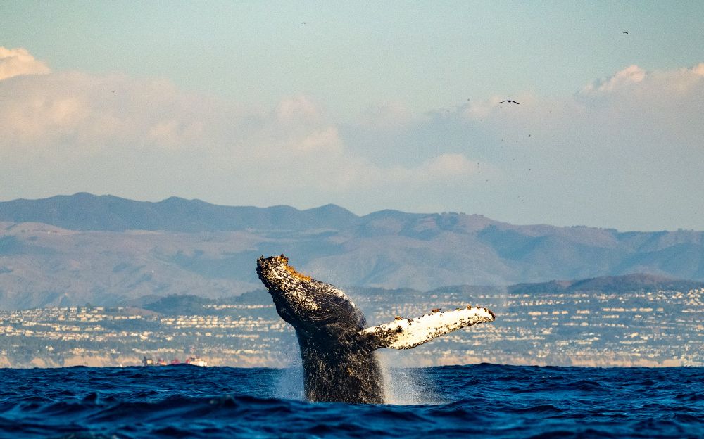 A whale breaching in front of Laguna Beach California 