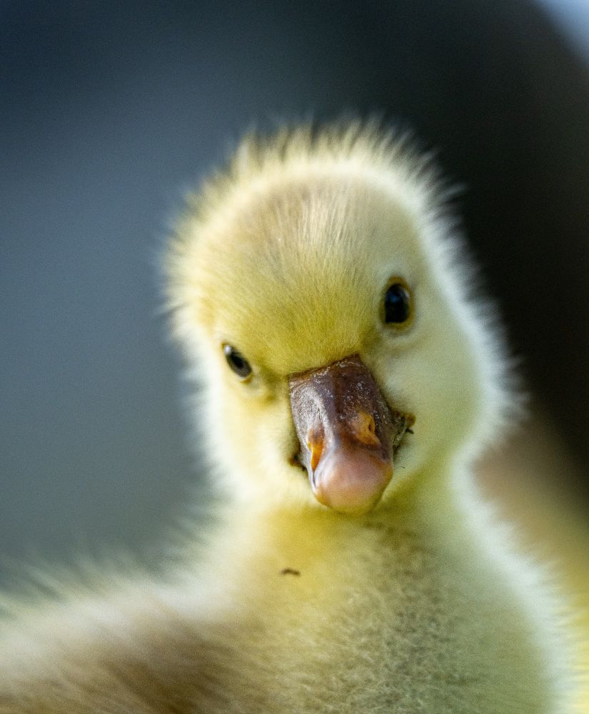 A very young greylag gosling