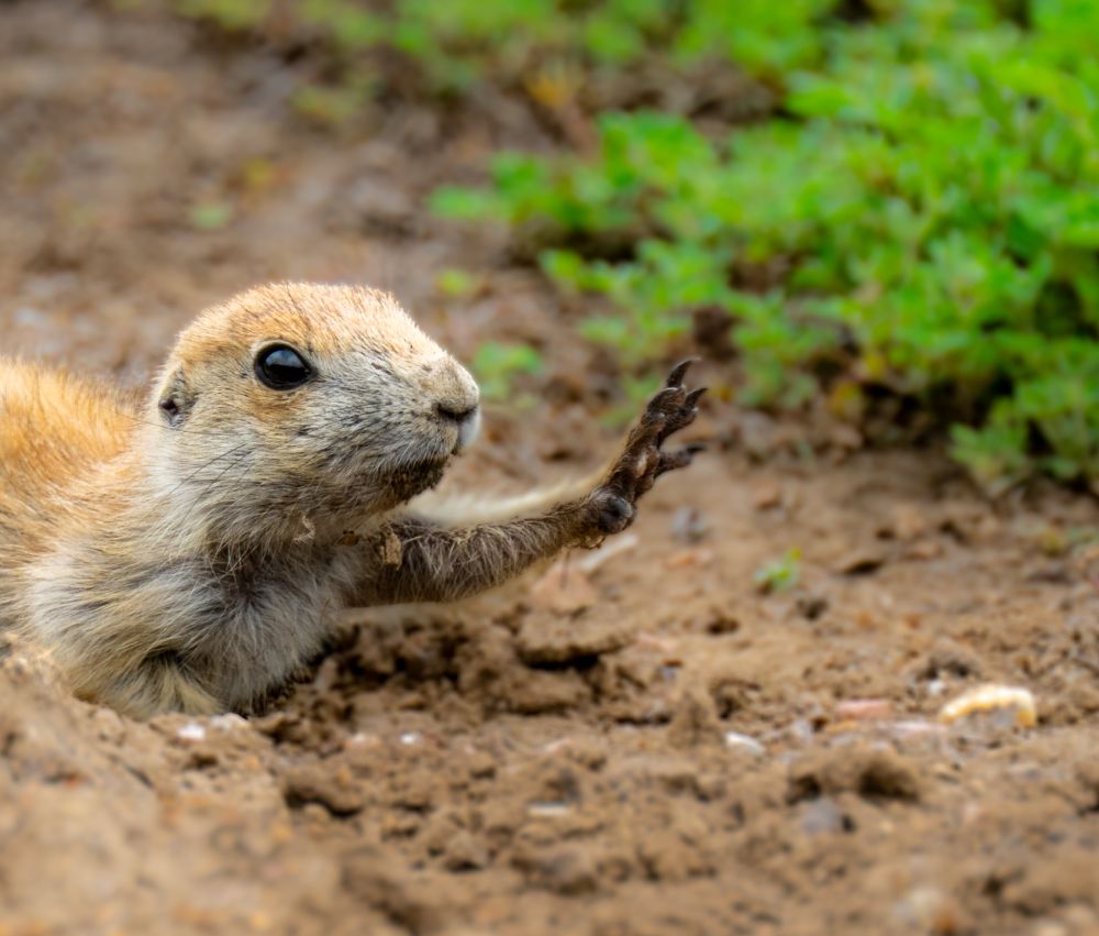 a young prairie dog reaching up as it raising their hand