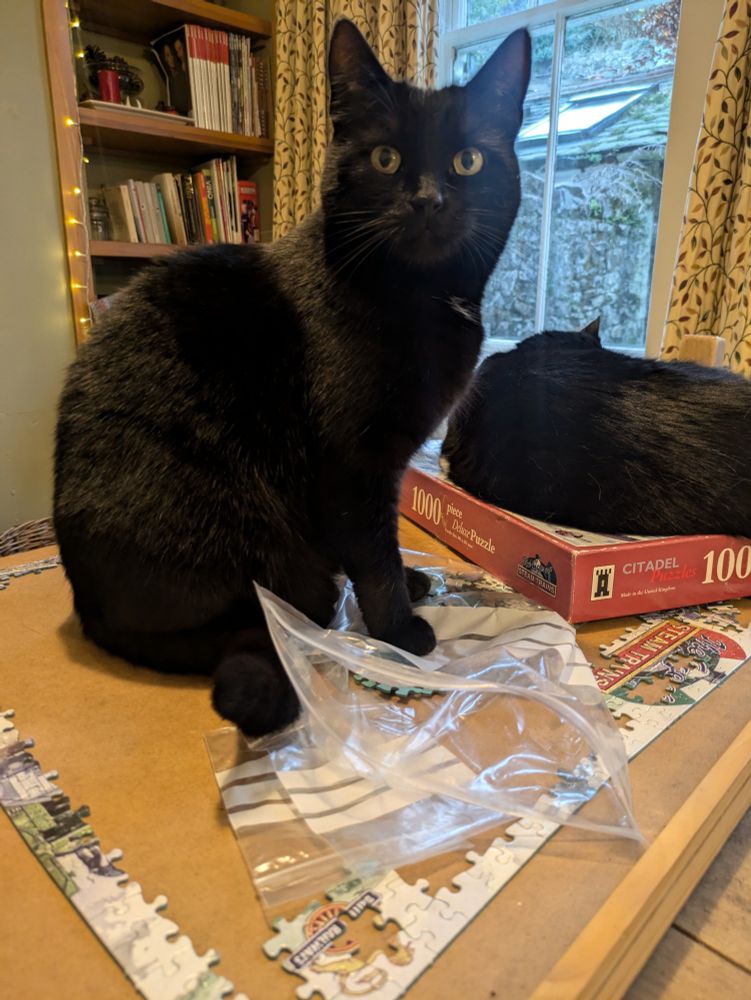 Sister cat has joined the jigsaw protest