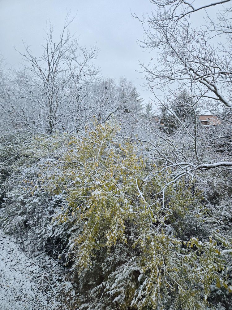 Trees and bushes all covered in a healthy dusting of snow. Its so aesthetic it belongs in a thomas kincade painting turned jigsaw puzzle