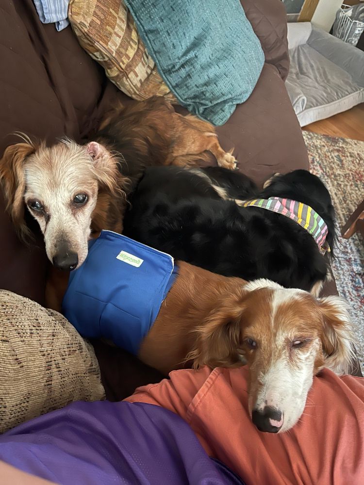 Dachshund laying on a couch 