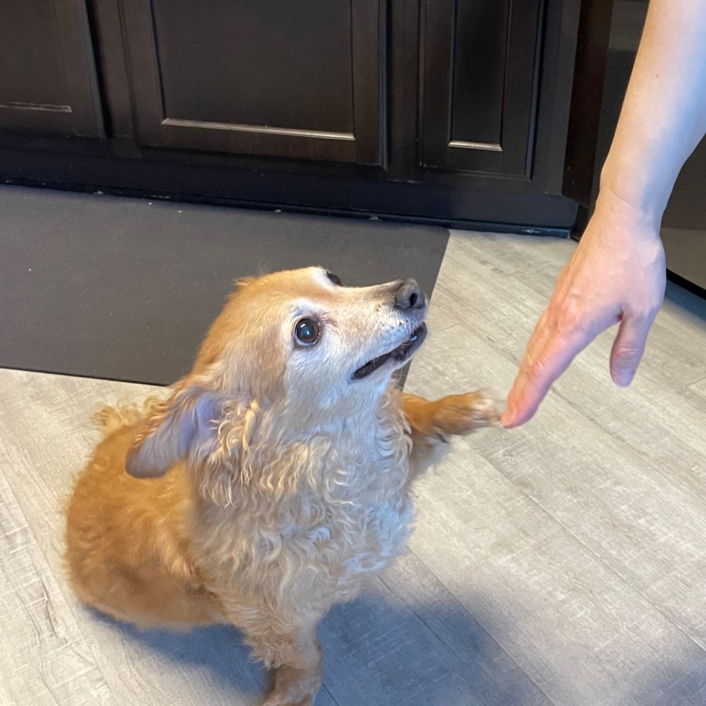 Marty, the dog touches his paw against a human hand
