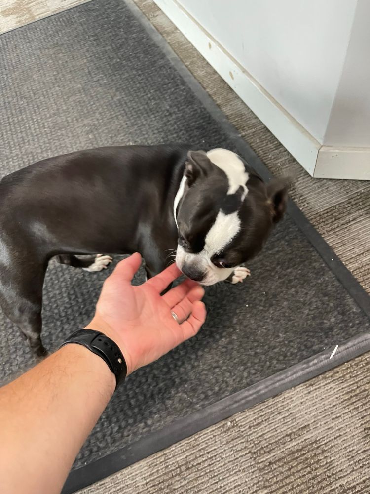 Dottie the Boston terrier getting pats from me 