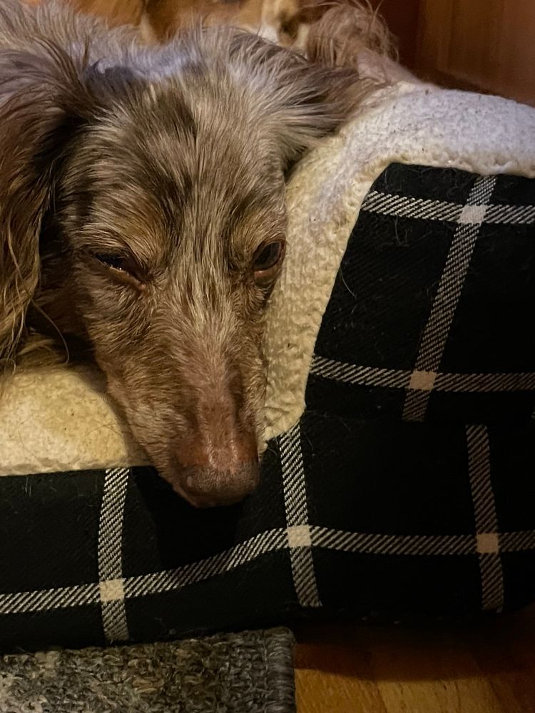 A dachshund leans his snoot over the edge of his dog bed