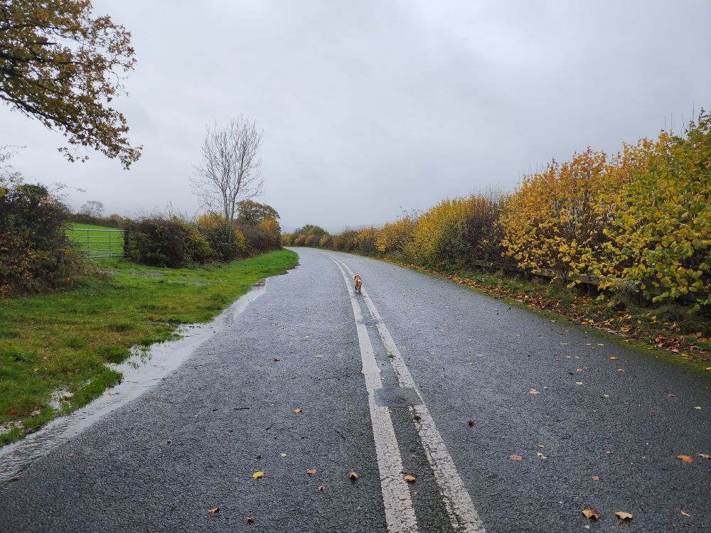Dog in the middle of a road