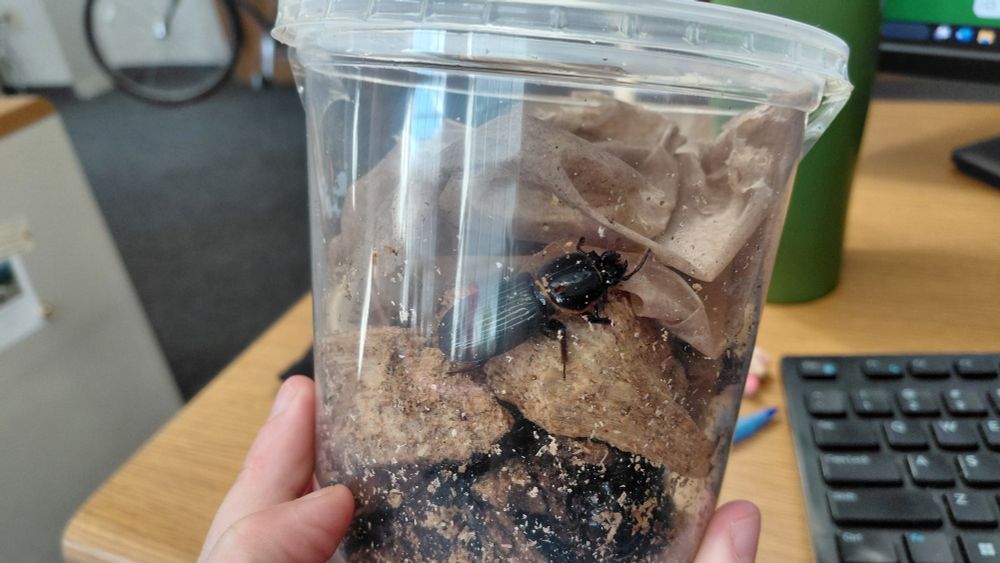 Bess beetle in clear container with wood and paper