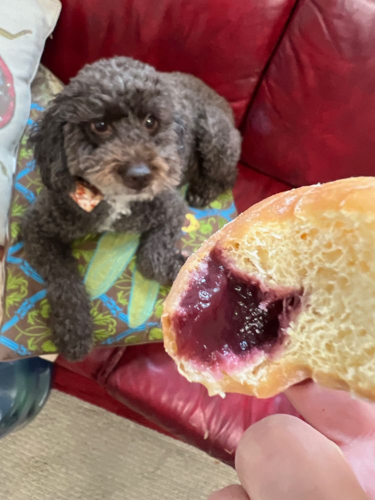picture of dog looking at the donut