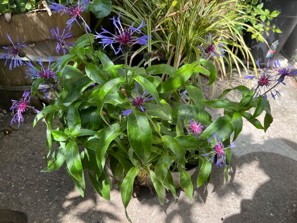 Kleiner Blumenkasten mit Berg-Flockenblumen auf einem Balkon.