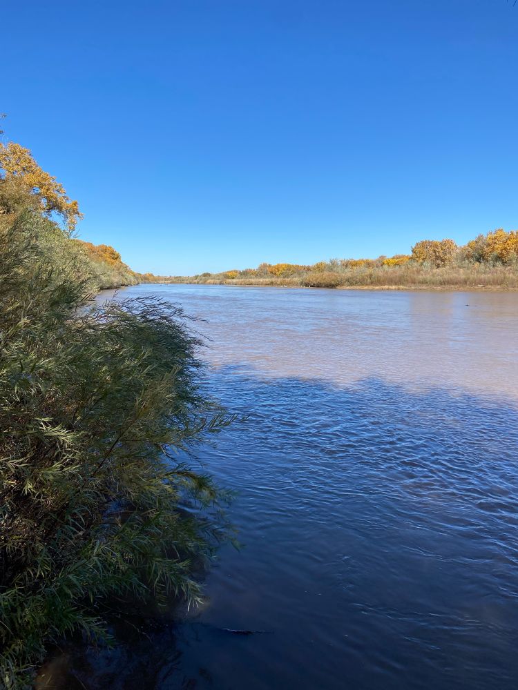 Rio grande river, river plants on the left as the water rushes by on the right, trees and sandbars in the distance 