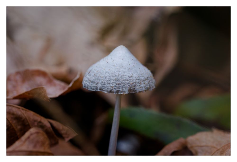 A close-up image of a small white mushroom growing among fallen leaves on the forest floor.