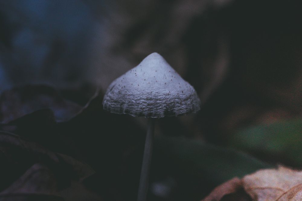 A close-up image of a white mushroom cap against a dark, blurred background.