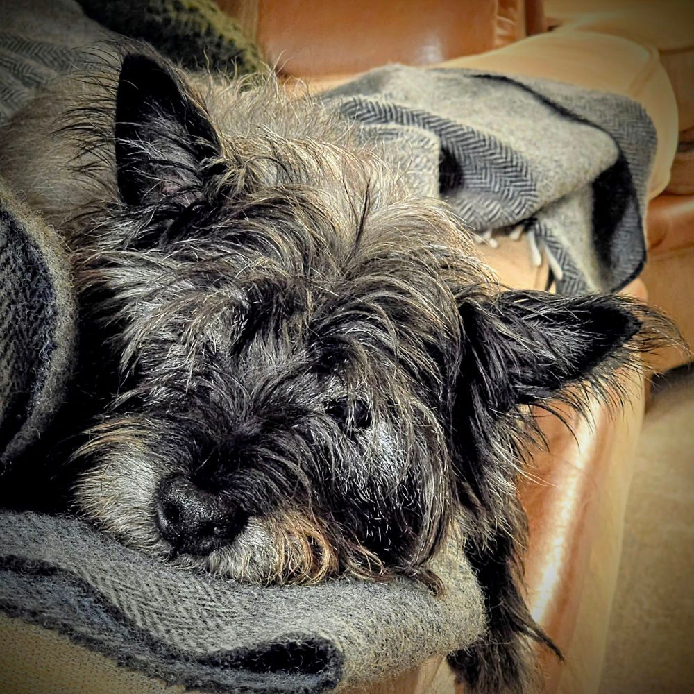 A scruffy, but rather cute terrier of far from pedigree lineage lies on a blanket seeking snoot boops and cuddles