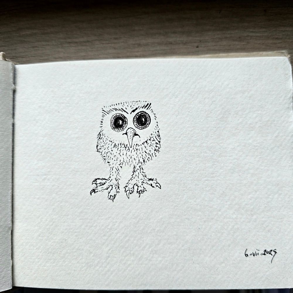 A pen skerch of a small owl with fluffy legs