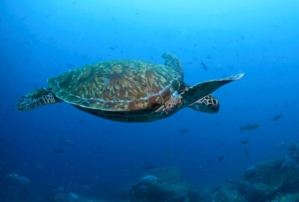 A sea turtle swimming through bright blue waters.