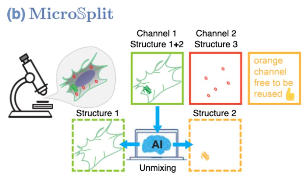 Schematic overview on how MicroSpit operates. It can split superimposed structures in fluorescent image channels by using a suitably trained AI.