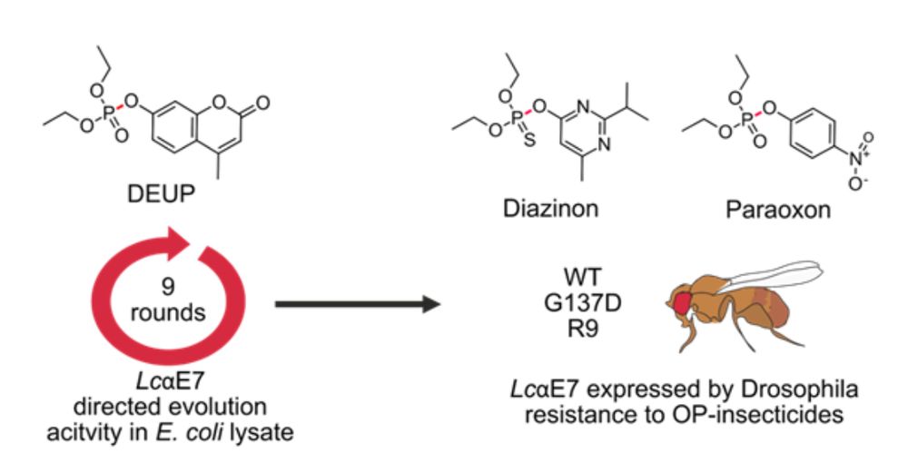 Nine rounds of directed evolution resulted in LcαE7 variants with increased rates of OP-hydrolysis. Three LcαE7 genes (wild-type, G137D and R9) were introduced into the genome of Drosophila. Fluorometric substrate DEUP, and insecticides Diazinon and Paraoxon are shown with the scissile bond indicated in red.