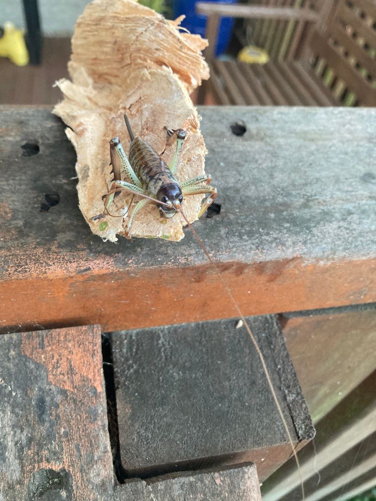 Wētā