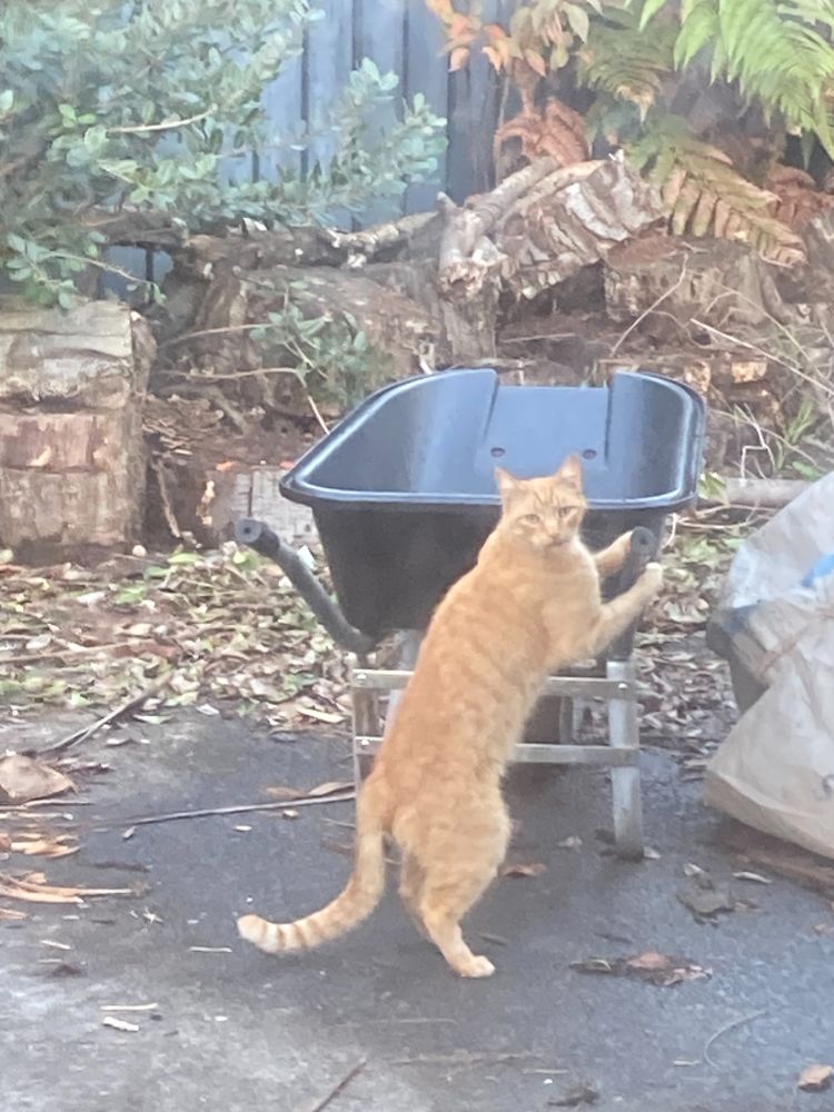 Neighbour trying to steal my wheelbarrow