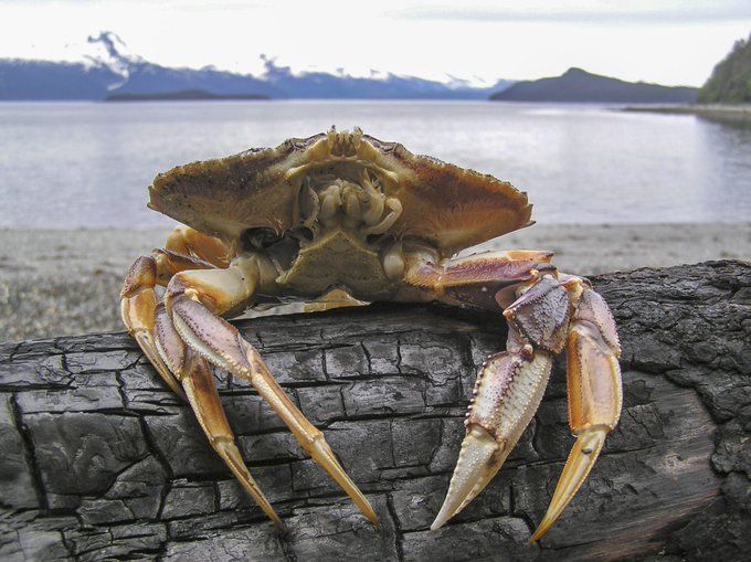 Dungeness crab on a log on the beach