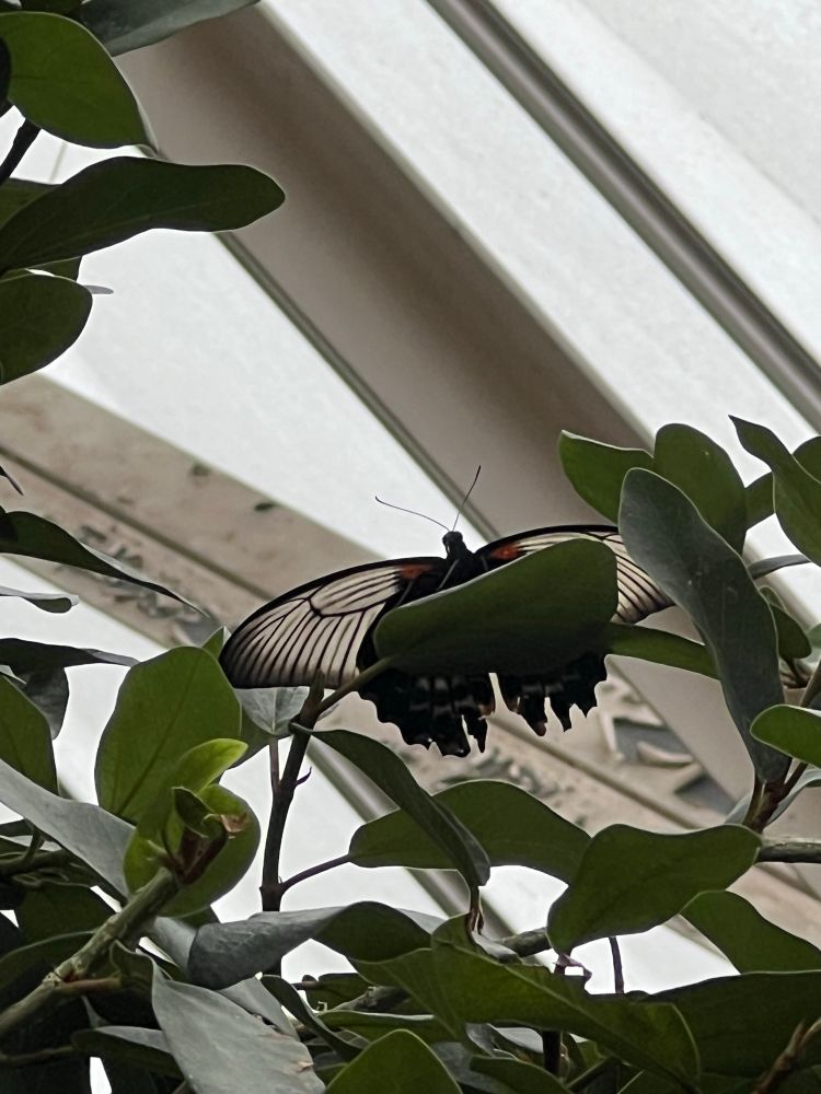 Image of butterfly