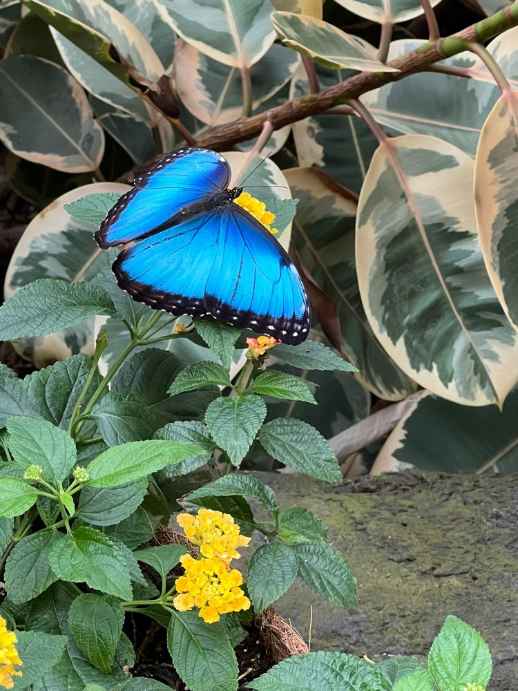 Image of butterfly