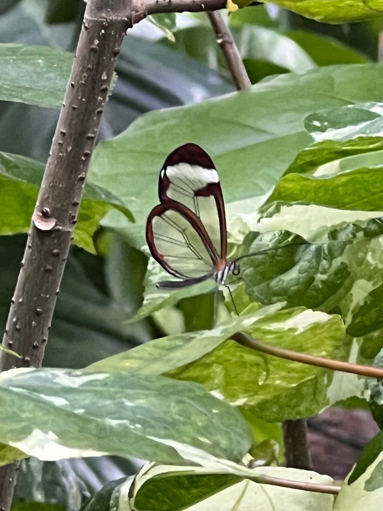 Image of butterfly