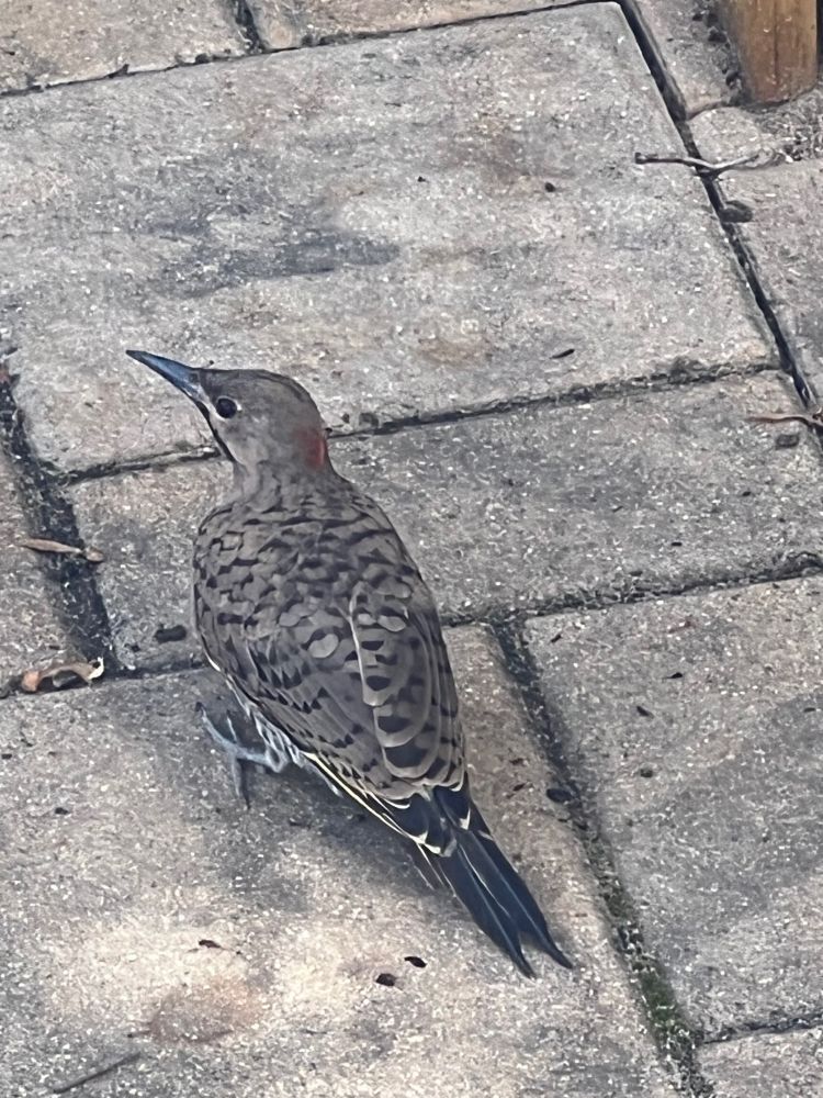 Yellow shafted Northern Flicker sitting on patio stones.