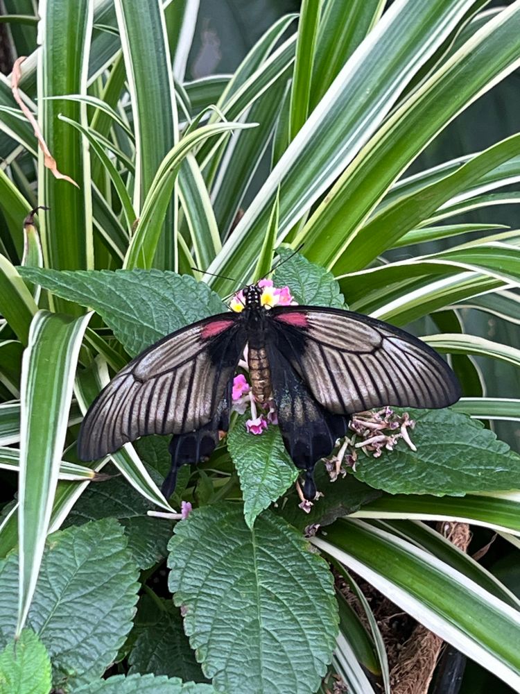 Image of butterfly
