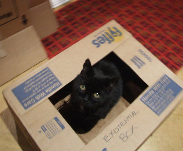 Стан: Кицька Шредінгера