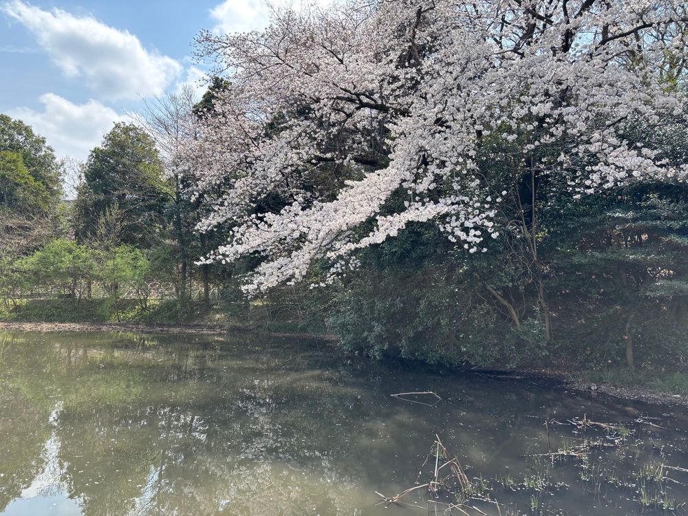 姿見の池に映るのは八分咲きの桜花