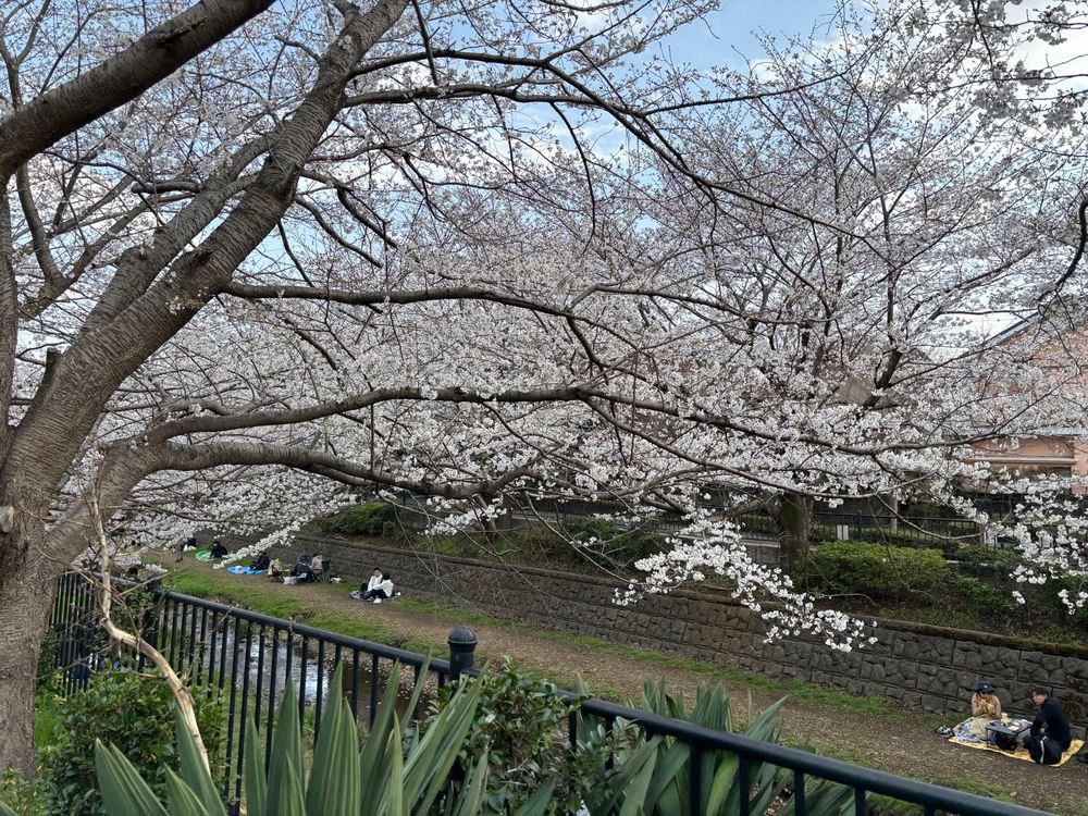 野川沿いの桜
ピクニックしている人もたくさん