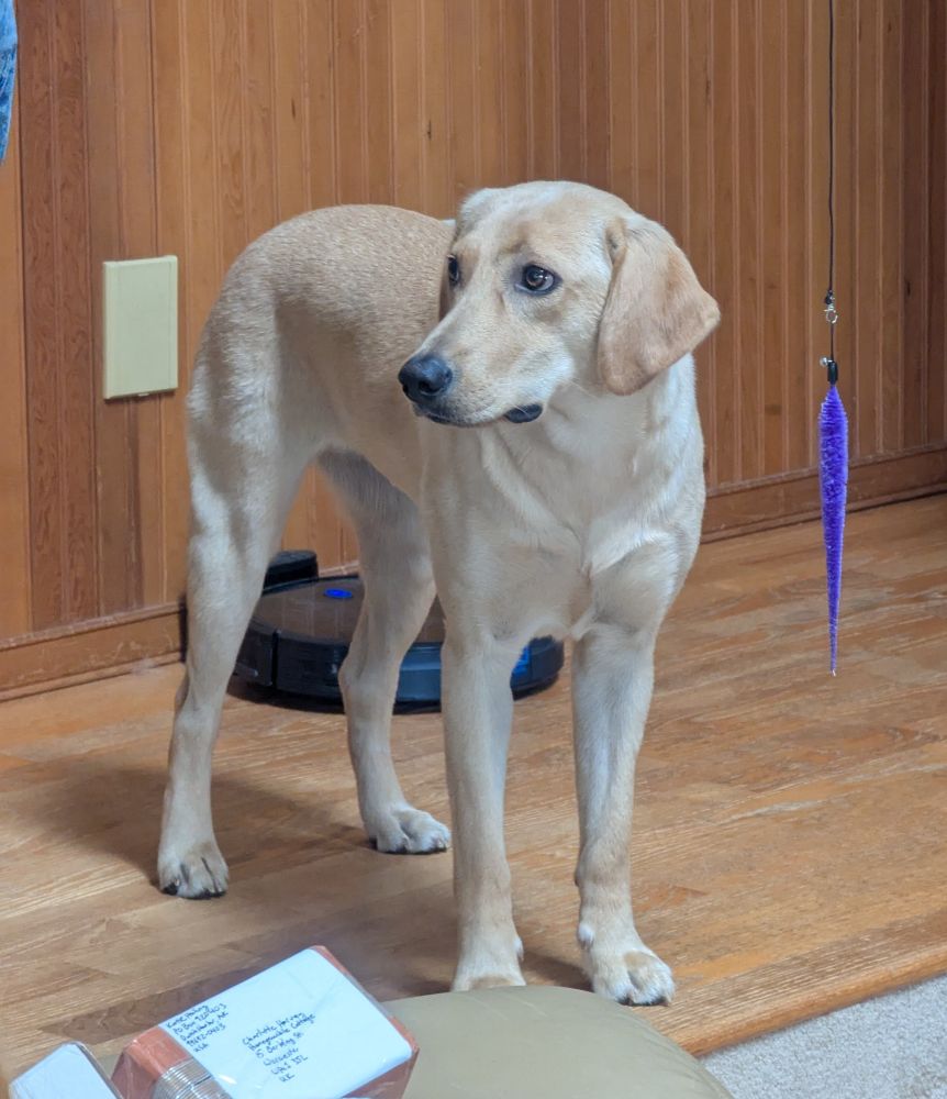 A yellow lab stands with a dumb look on her face. She's still cute. 