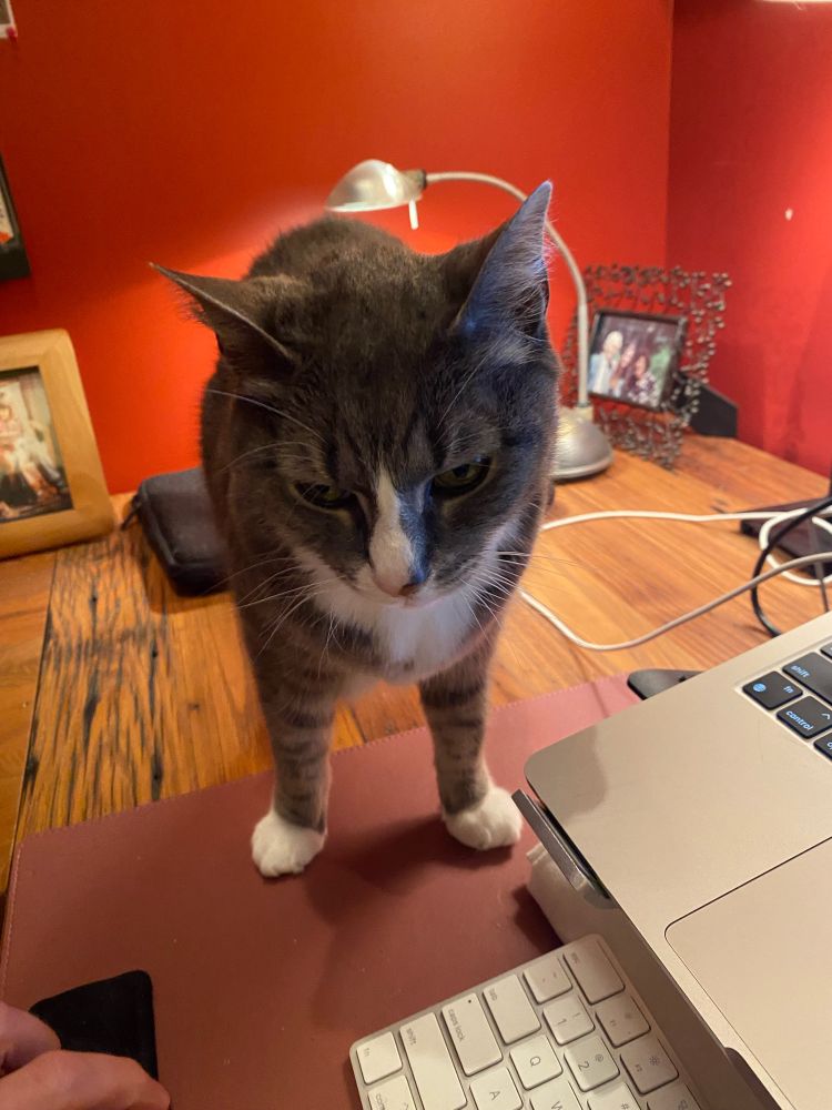 Gray cat with white paws, belly, and nose slash, standing to one side of keyboard, insisting on attention.