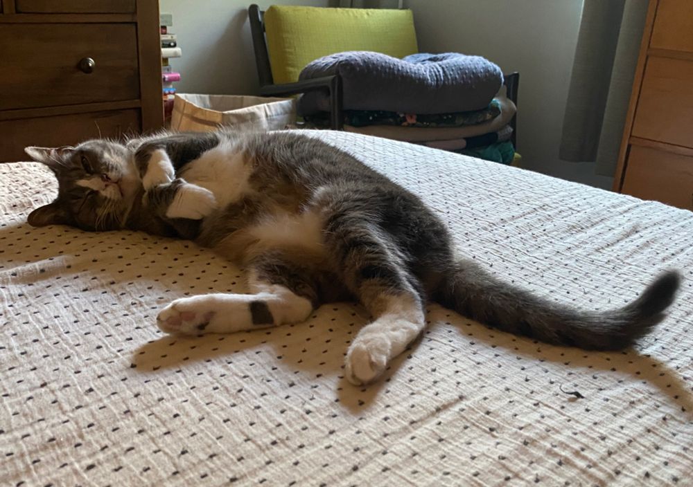 A gray cat with white markings on feet, snout, and belly, lies on its side, eyes slitted, front paws folded in a relaxed posture. Probably plotting mischief. 