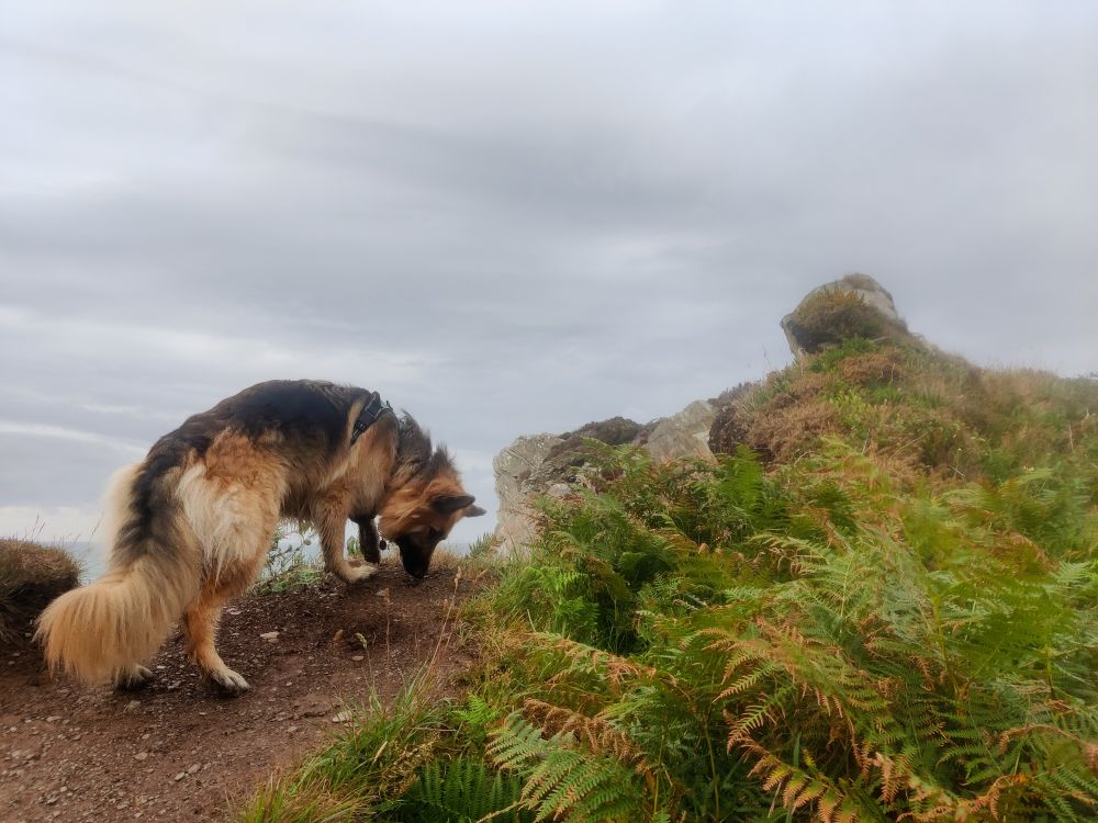 A fluffy German Shepherd sniffing the ground on a bracken-covered cliff top 