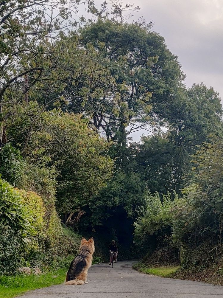 A German Shepherd sitting calmly on a country lane watching a boy cycle towards her. The lane is surrounded by green hedges and backed by mature trees