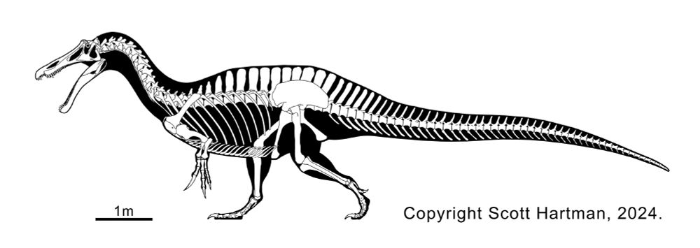 A skeletal reconstruction of the spinosaurid theropod Suchomimus, updated based on recently published 3d scan data.